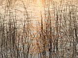 Africa 167 : Africa, Botswana, Morning Glow, Nature, Okavango, Reflection, Vumbura Plains, Water Grass